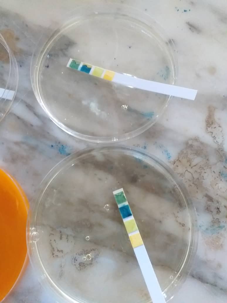 مخبر النبات العام